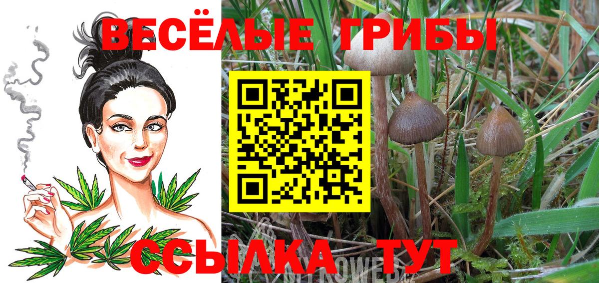 Псилоцибиновые грибы Psilocybe Коряжма